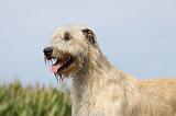 IRISH WOLFHOUND 134